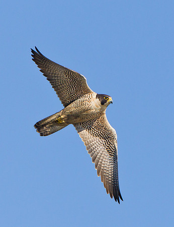 Peregrine Falcon
