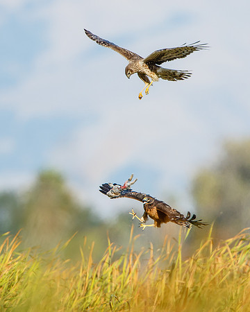 Northern Harrier food exchange; parent drops rabbit for fledgling to catch