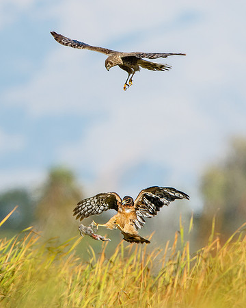 Northern Harrier food exchange; parent drops rabbit for fledgling to catch