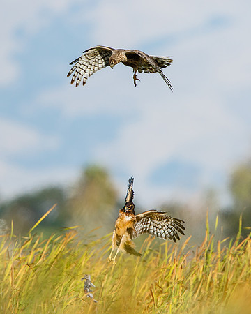 Northern Harrier food exchange; parent drops rabbit for fledgling to catch
