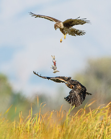Northern Harrier food exchange; parent drops rabbit for fledgling to catch