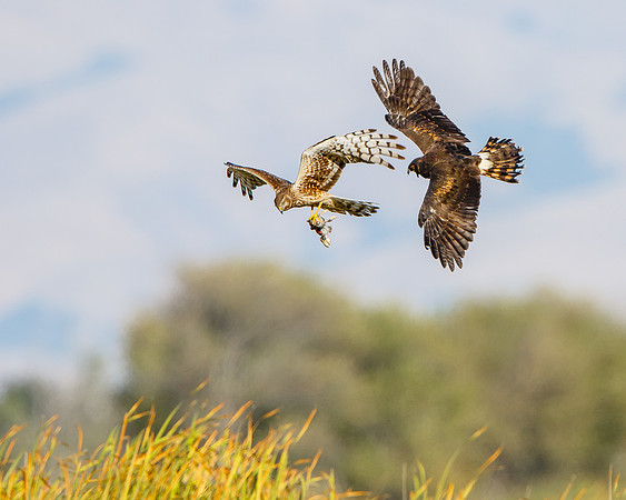 Northern Harrier food exchange; parent drops rabbit for fledgling to catch
