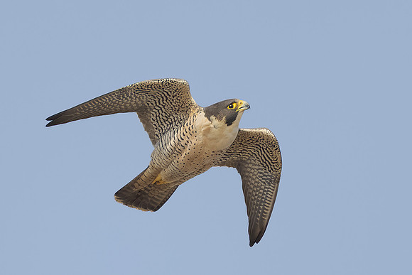 Peregrine Falcon