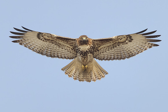 Red-tailed Hawk