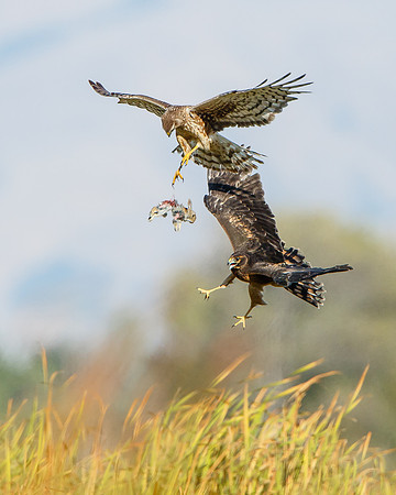 Northern Harrier food exchange; parent drops rabbit for fledgling to catch