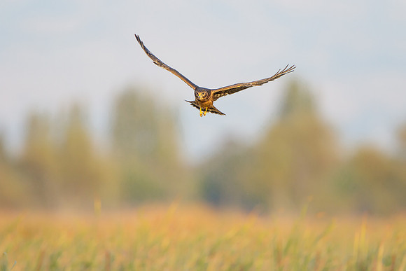 Northern Harrier, fledgling