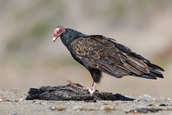 Turkey Vulture, atop cormorant