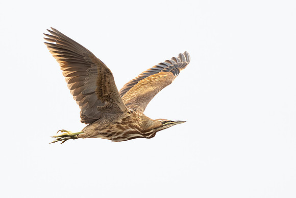 American Bittern
