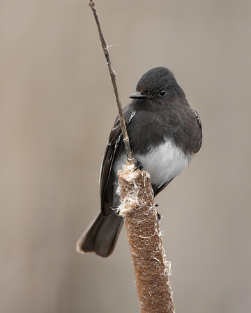 Black Phoebe