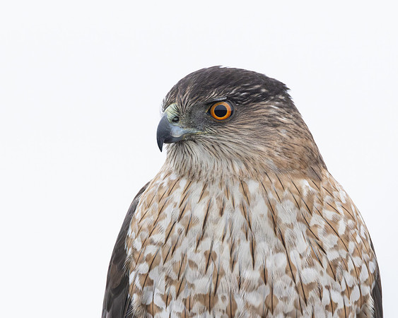 Cooper's Hawk