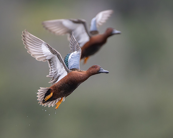 Cinnamon Teal