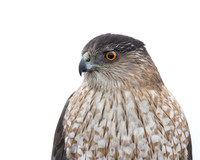 Cooper's Hawk