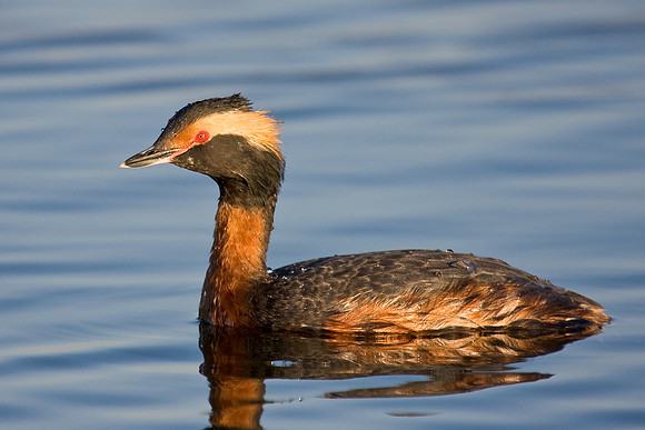 Horned Grebe