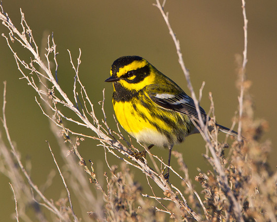 Townsend's Warbler