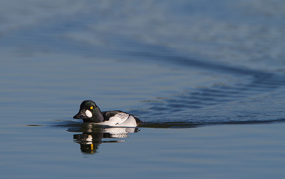 Common Goldeneye