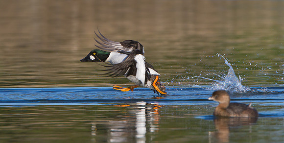 Common Goldeneye