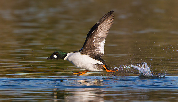 Common Goldeneye