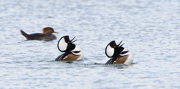 Hooded Mergansers performing courtship display