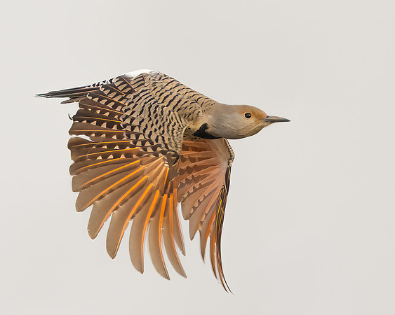 Northern Flicker