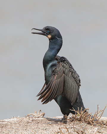 Brandt's Cormorant