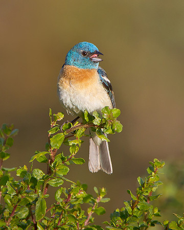Lazuli Bunting