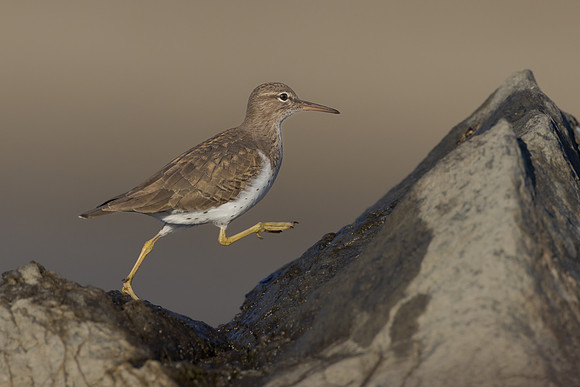 Spotted Sandpiper