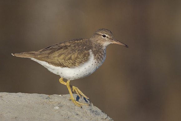 Spotted Sandpiper