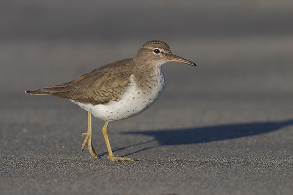 Spotted Sandpiper