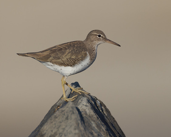 Spotted Sandpiper