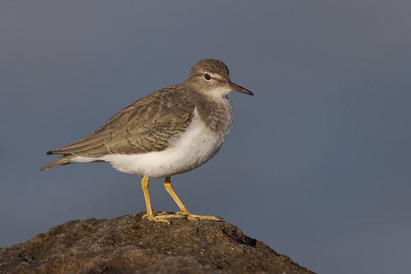 Spotted Sandpiper
