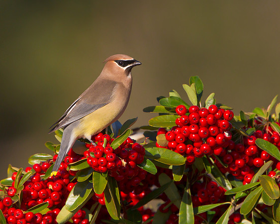 Cedar Waxwing