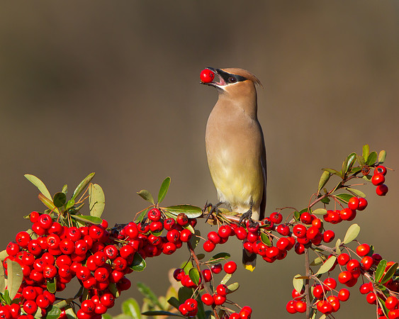 Cedar Waxwing