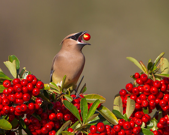 Cedar Waxwing