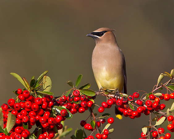 Cedar Waxwing