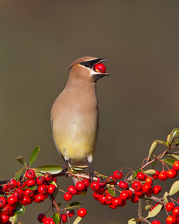 Cedar Waxwing