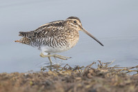 Wilson's Snipe