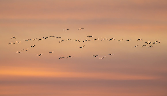 White-faced Ibis