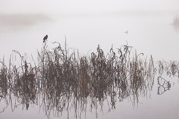 Red-winged Blackbird