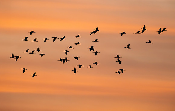 White-faced Ibis