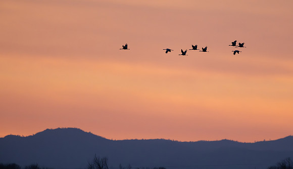 Sandhill Cranes