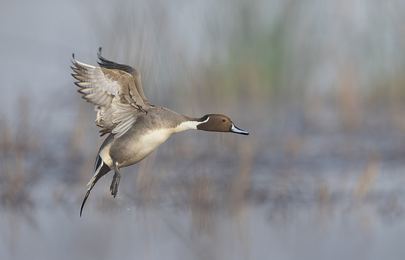 Northern Pintail