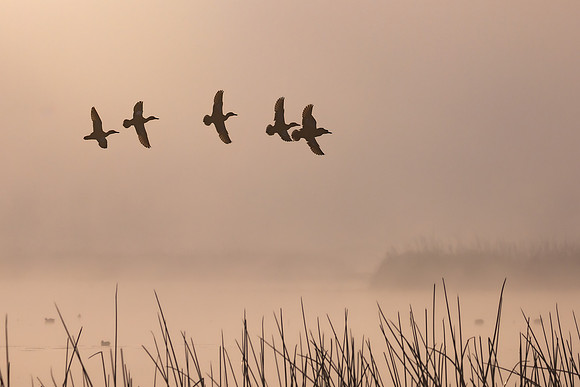 Northern Shovelers