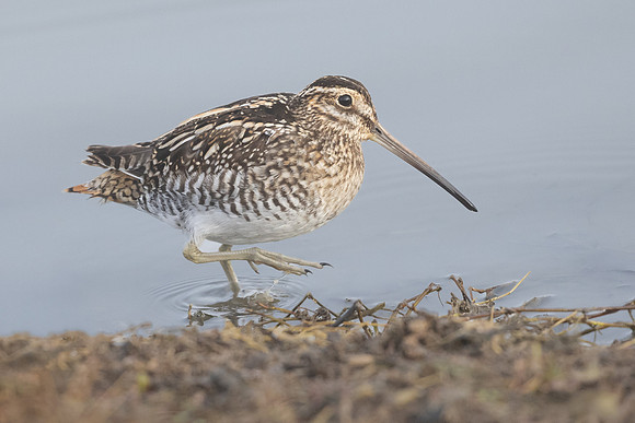 Wilson's Snipe