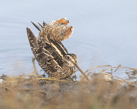Wilson's Snipe, displaying