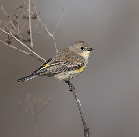 Yellow-rumped Warbler