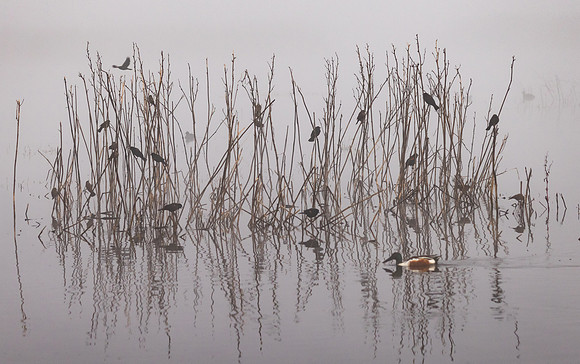 Red-winged Blackbirds & Northern Shoveler