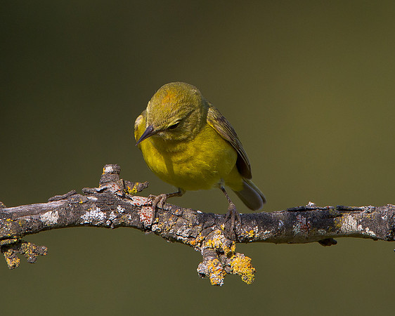 Orange-crowned Warbler