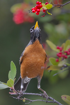 American Robin