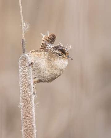 Marsh Wren