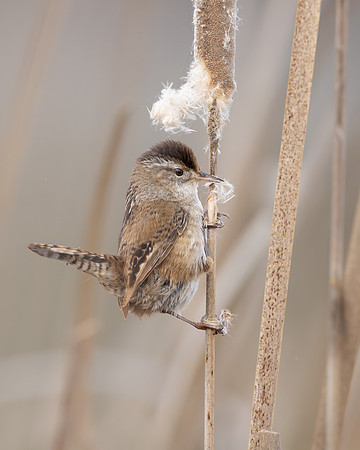 Marsh Wren